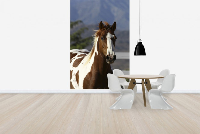 PHOTOWALL / Quarter Horse Close Up I (e29728)