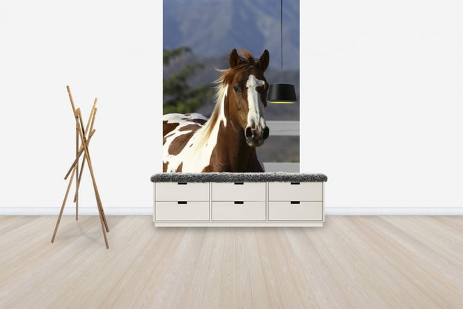 PHOTOWALL / Quarter Horse Close Up I (e29728)