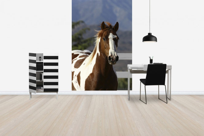 PHOTOWALL / Quarter Horse Close Up I (e29728)