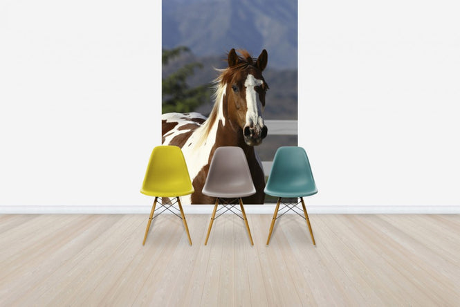 PHOTOWALL / Quarter Horse Close Up I (e29728)