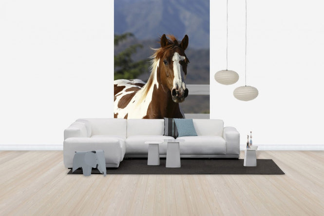 PHOTOWALL / Quarter Horse Close Up I (e29728)