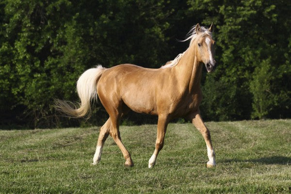 PHOTOWALL / Chestnut Quarter Horse (e29732)
