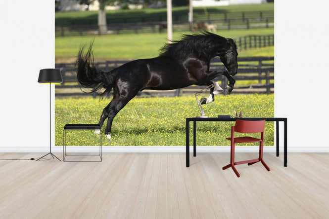 PHOTOWALL / Rocky Mountain Stallion (e29733)