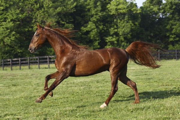 PHOTOWALL / Saddlebred (e29735)