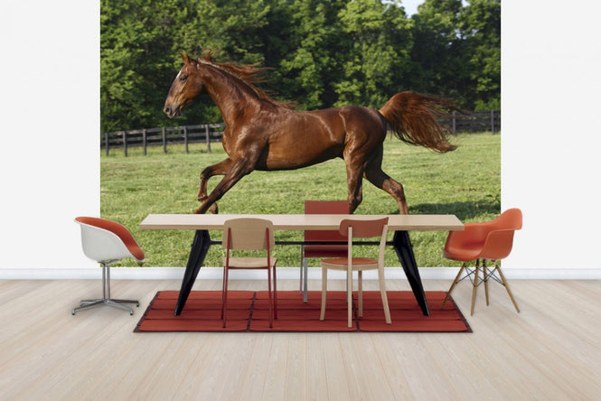 PHOTOWALL / Saddlebred (e29735)