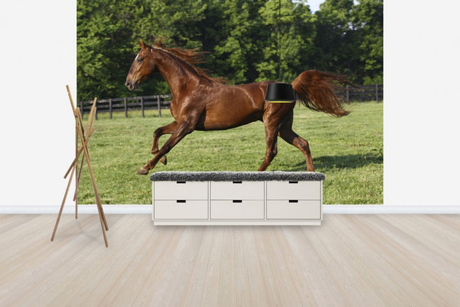 PHOTOWALL / Saddlebred (e29735)