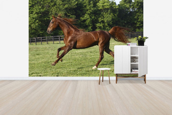 PHOTOWALL / Saddlebred (e29735)