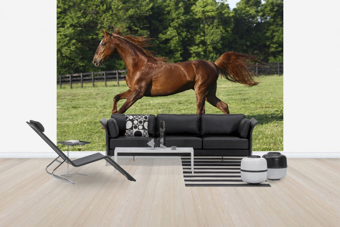 PHOTOWALL / Saddlebred (e29735)
