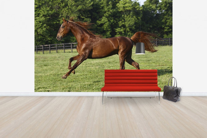 PHOTOWALL / Saddlebred (e29735)