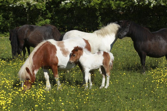 PHOTOWALL / Shetland Ponies (e29736)