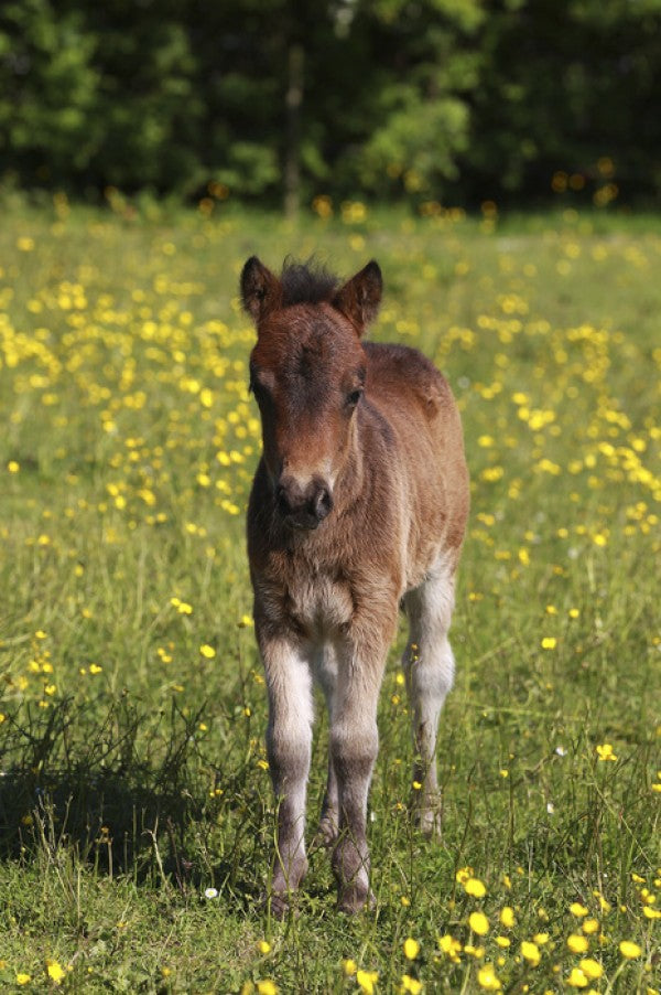 PHOTOWALL / Shetland Pony Foal (e29737)
