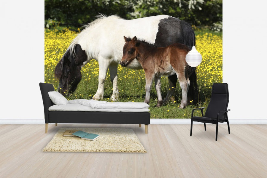PHOTOWALL / Shetland Ponies Foal and Mother (e29738)