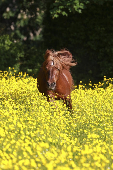 PHOTOWALL / Shetland Pony Running Through Buttercups (e29740)