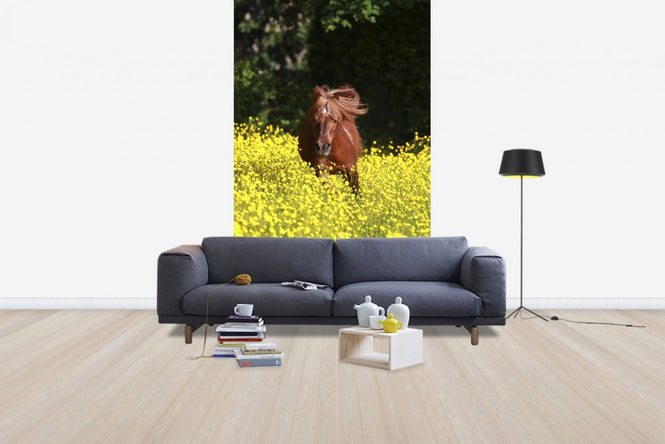 PHOTOWALL / Shetland Pony Running Through Buttercups (e29740)