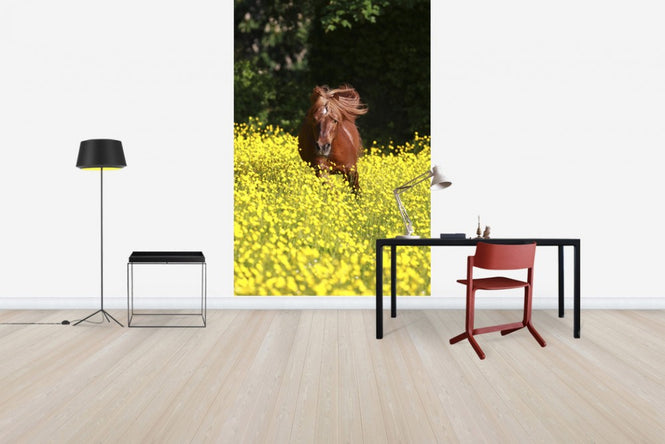 PHOTOWALL / Shetland Pony Running Through Buttercups (e29740)