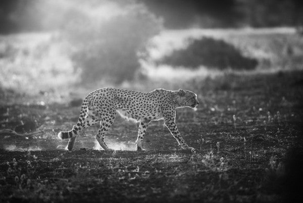 PHOTOWALL / Backlit Cheetah (e29747)