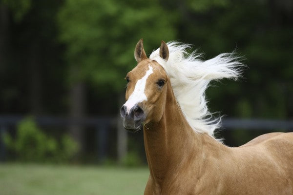 PHOTOWALL / Quarter Horse - White Mane (e29750)