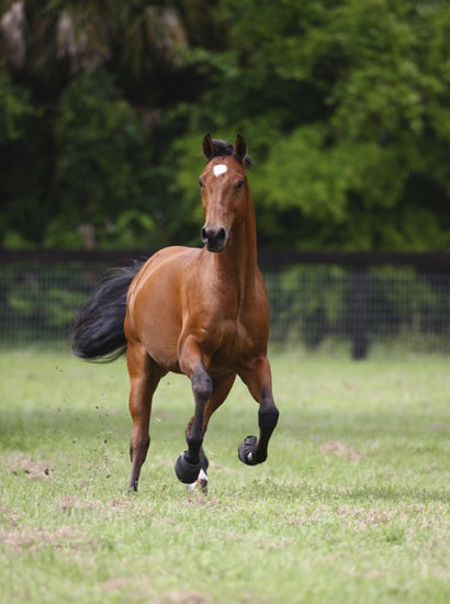 PHOTOWALL / Galloping Quarter Horse (e29752)