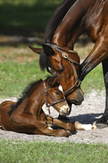 PHOTOWALL / Thoroughbred Horses Cuddling (e29756)