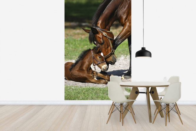 PHOTOWALL / Thoroughbred Horses Cuddling (e29756)