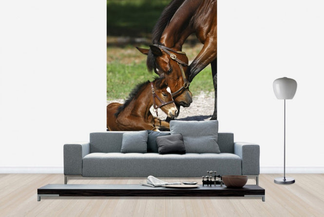 PHOTOWALL / Thoroughbred Horses Cuddling (e29756)