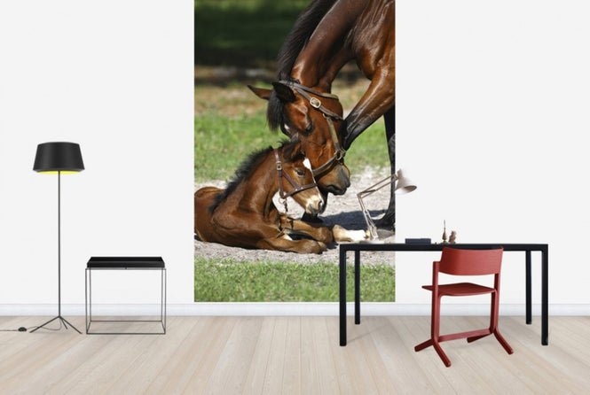 PHOTOWALL / Thoroughbred Horses Cuddling (e29756)