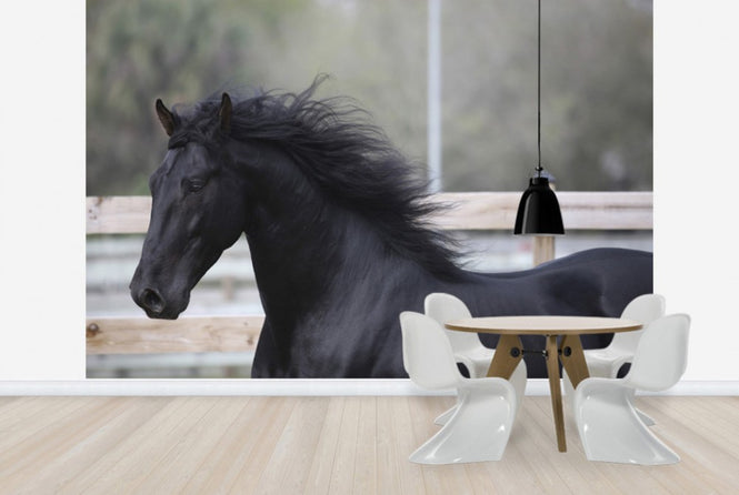 PHOTOWALL / Triunfador Horse (e29757)