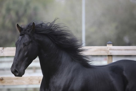 PHOTOWALL / Triunfador Horse (e29757)