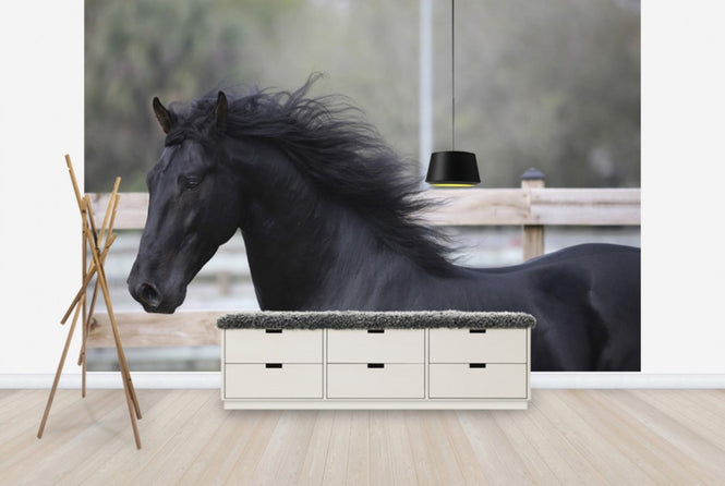 PHOTOWALL / Triunfador Horse (e29757)