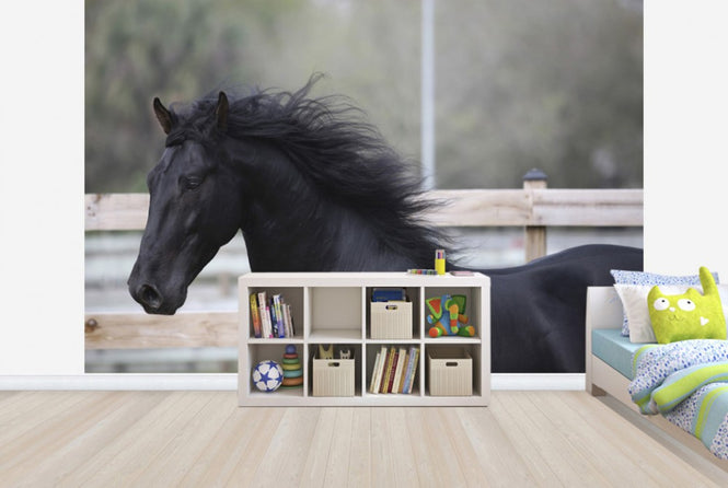 PHOTOWALL / Triunfador Horse (e29757)