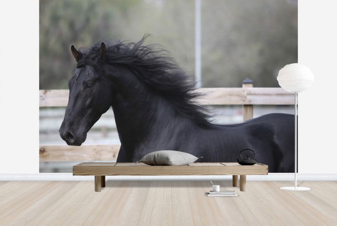 PHOTOWALL / Triunfador Horse (e29757)