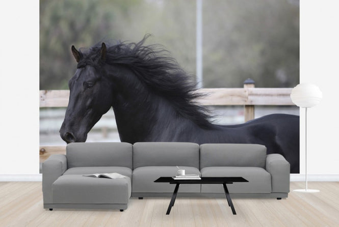 PHOTOWALL / Triunfador Horse (e29757)