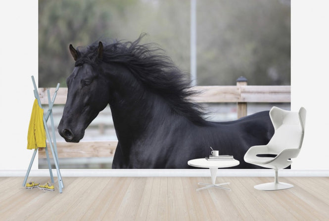 PHOTOWALL / Triunfador Horse (e29757)