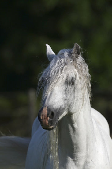 PHOTOWALL / Welsh Pony Close up (e29761)