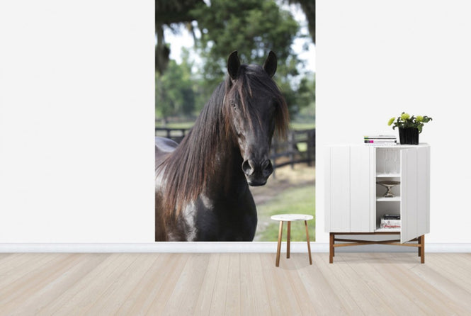 PHOTOWALL / Andalusian Horse Close up (e29762)