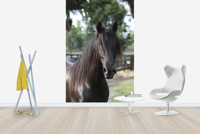 PHOTOWALL / Andalusian Horse Close up (e29762)