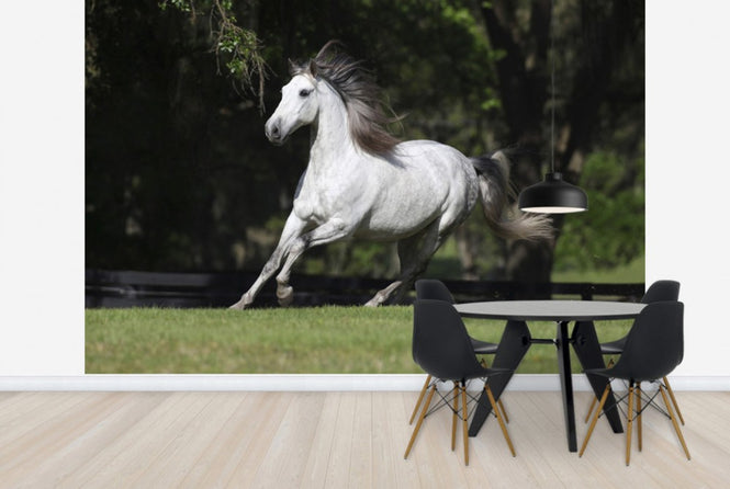 PHOTOWALL / White Andalusian (e29764)