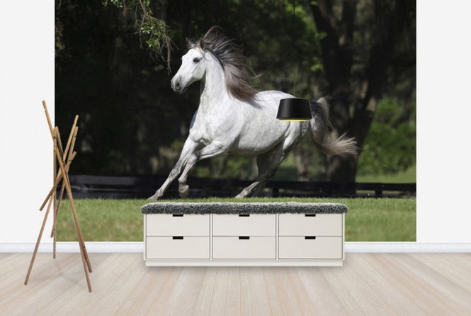 PHOTOWALL / White Andalusian (e29764)