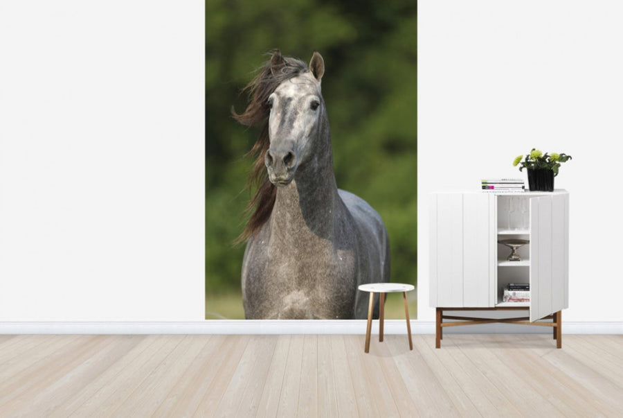 PHOTOWALL / Andalusian in Wind (e29766)