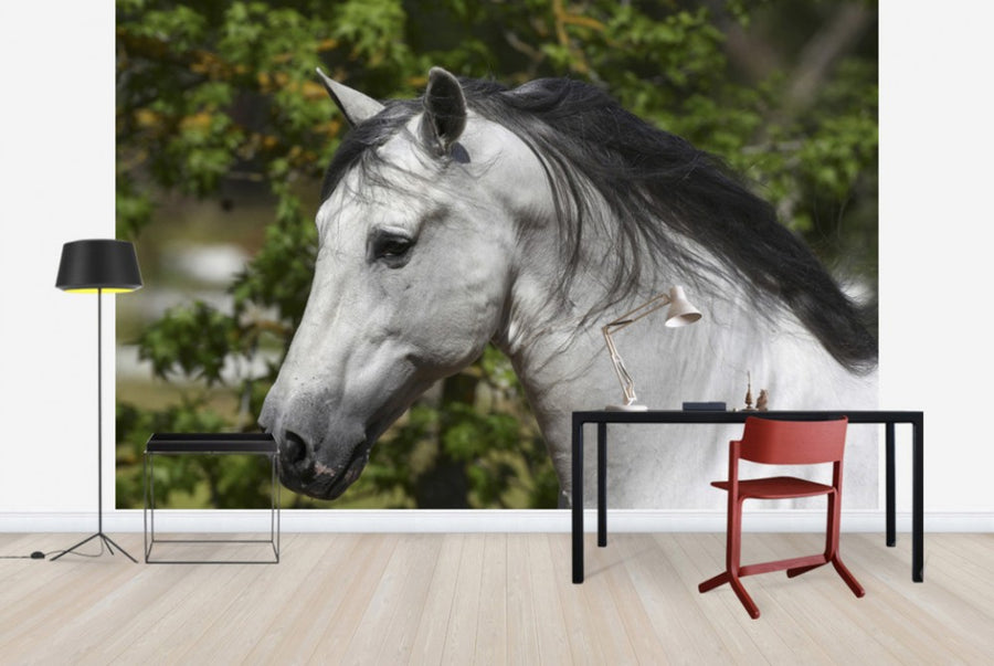 PHOTOWALL / Andalusian with Black Mane (e29767)