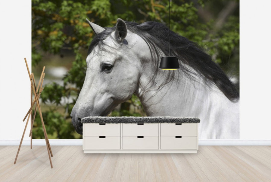 PHOTOWALL / Andalusian with Black Mane (e29767)