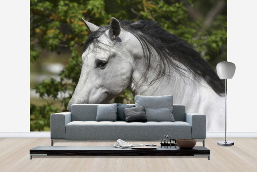 PHOTOWALL / Andalusian with Black Mane (e29767)