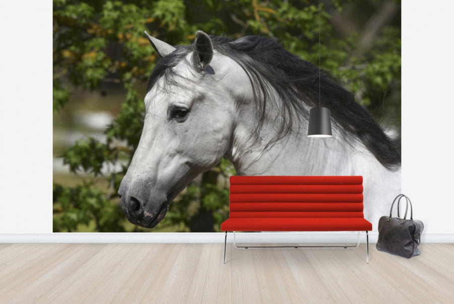PHOTOWALL / Andalusian with Black Mane (e29767)