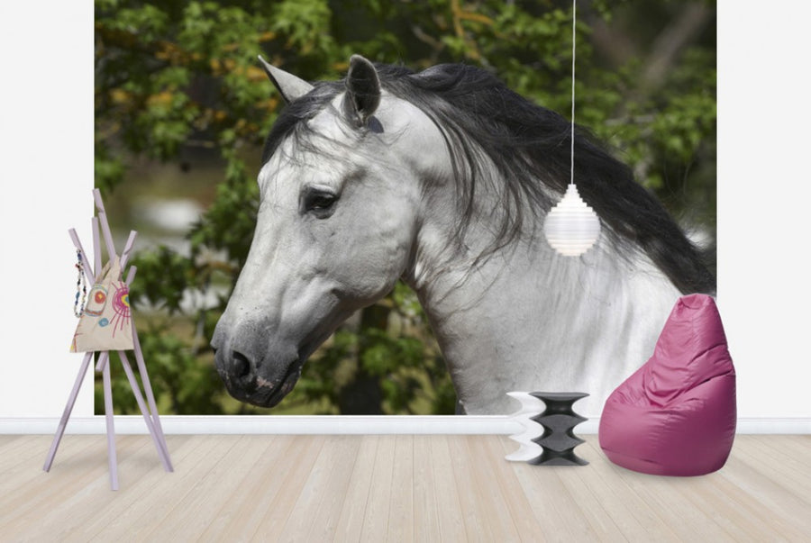 PHOTOWALL / Andalusian with Black Mane (e29767)