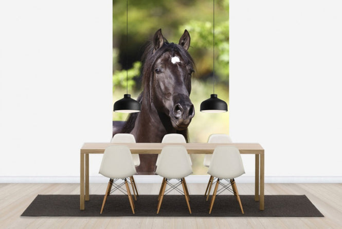 PHOTOWALL / Andalusian with Star (e29770)