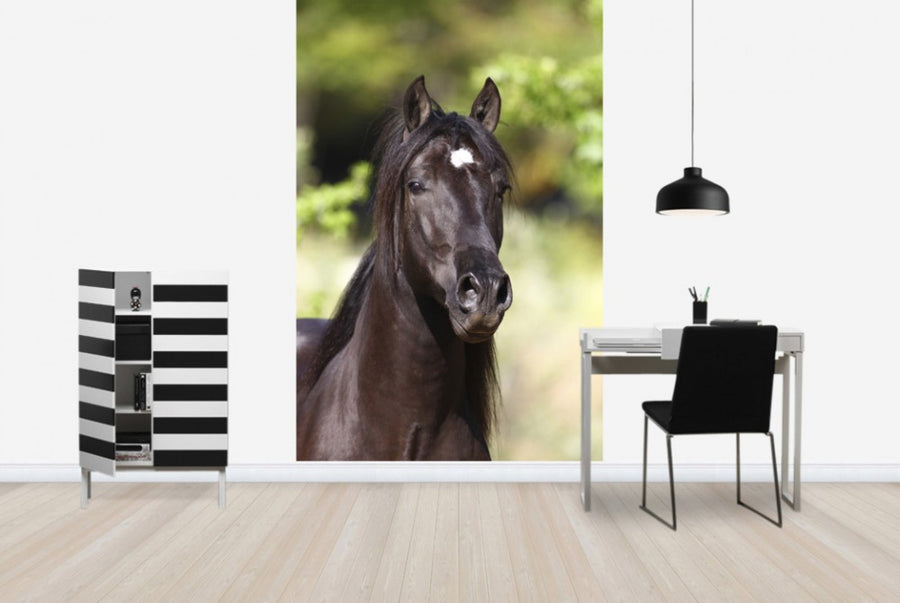 PHOTOWALL / Andalusian with Star (e29770)
