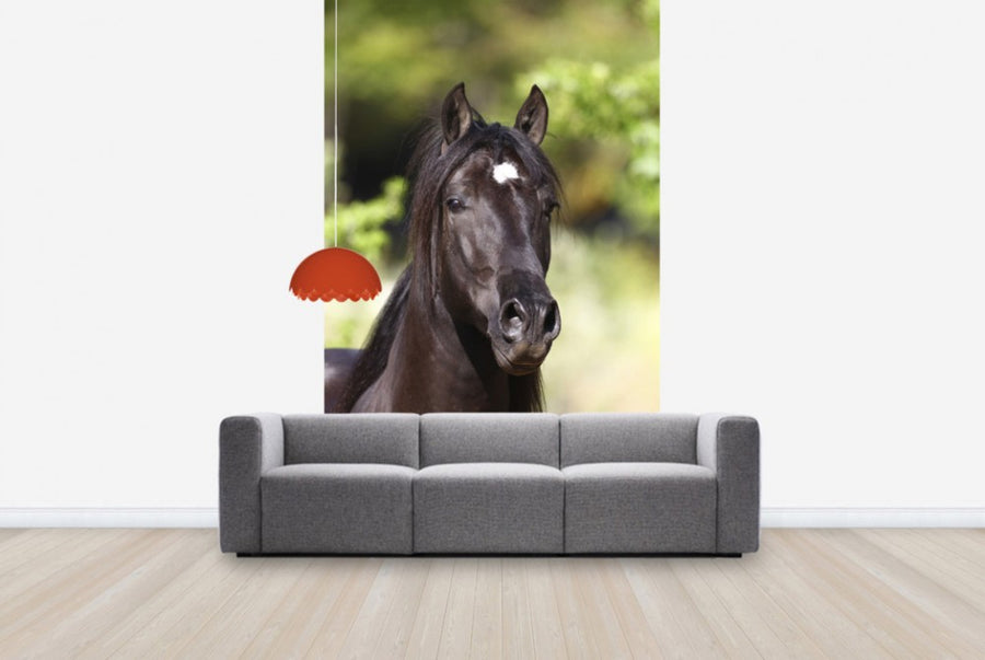 PHOTOWALL / Andalusian with Star (e29770)