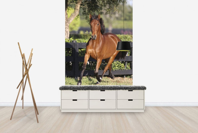 PHOTOWALL / Chestnut Andalusian (e29771)