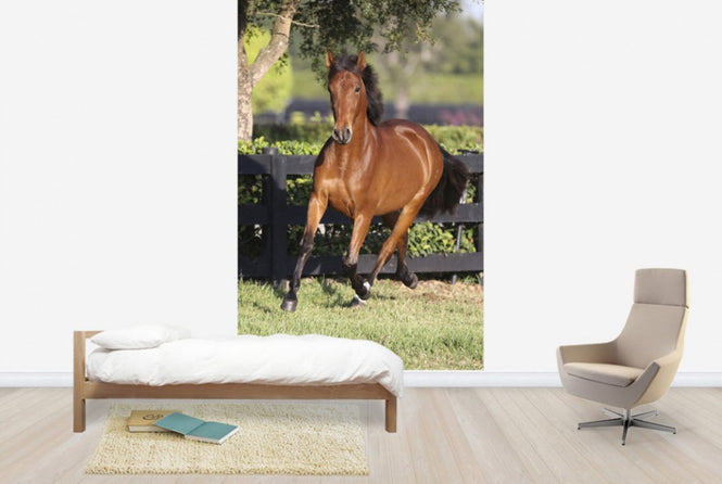 PHOTOWALL / Chestnut Andalusian (e29771)