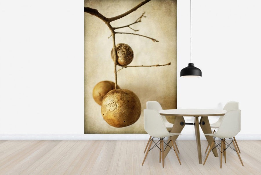 PHOTOWALL / Vintage Oak Pods (e29785)